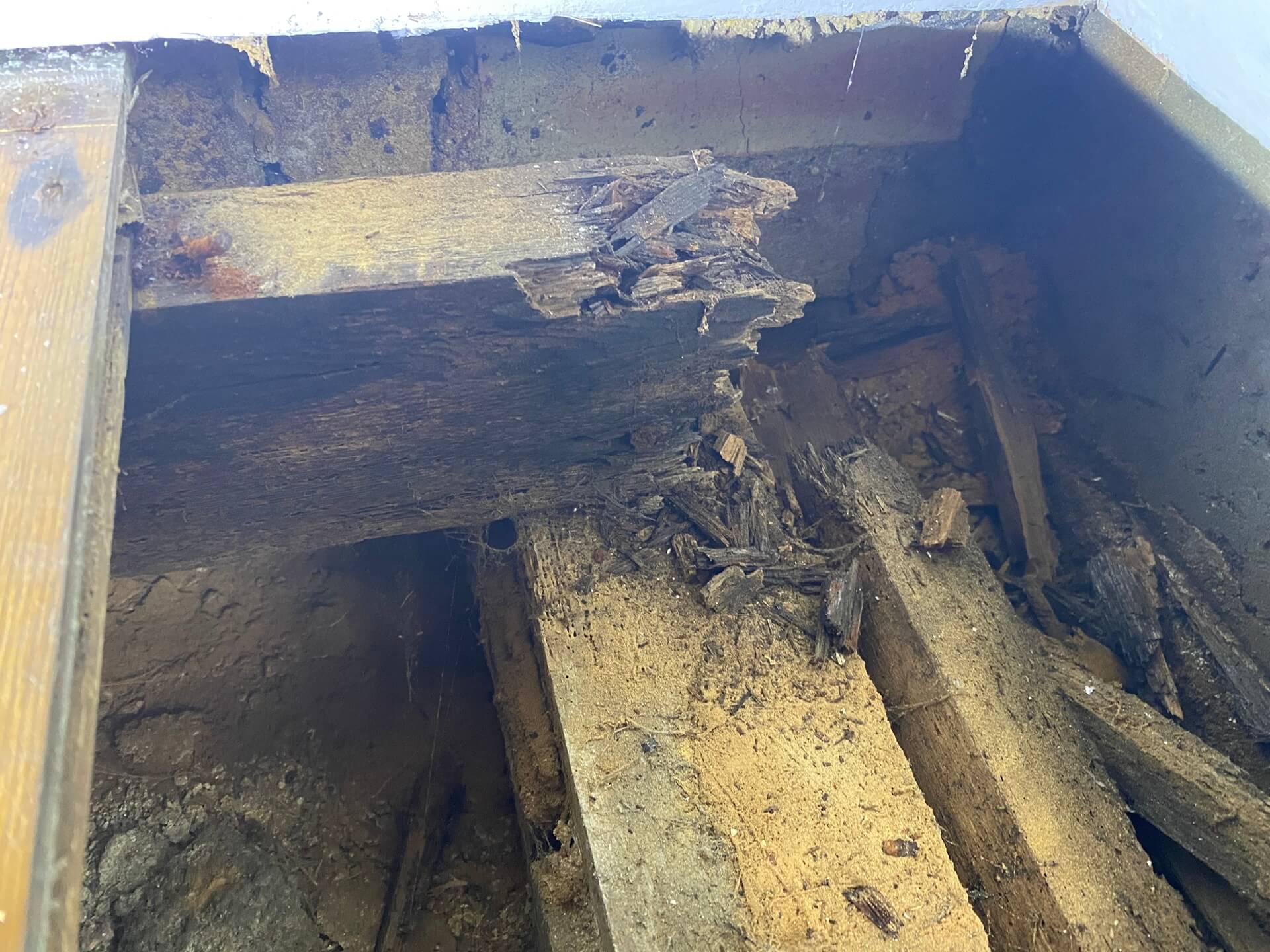 Timber Rot & Wood Destroying Insects